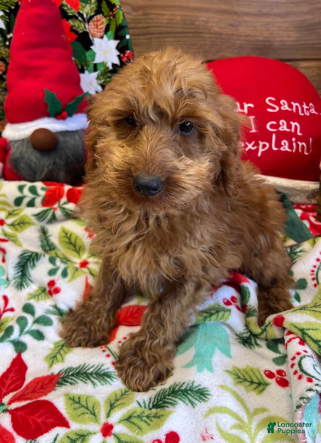 Mini Goldendoodle dogs for sale: Crissy - Ad 3