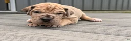 Great Dane dogs for sale: Spotty - Ad 5