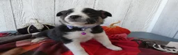 Australian Cattle Dog dogs for sale: Australian Cattle Dog 6 Sahara - Ad 4