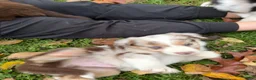 Border Collie dogs for sale: Rado - Ad 15