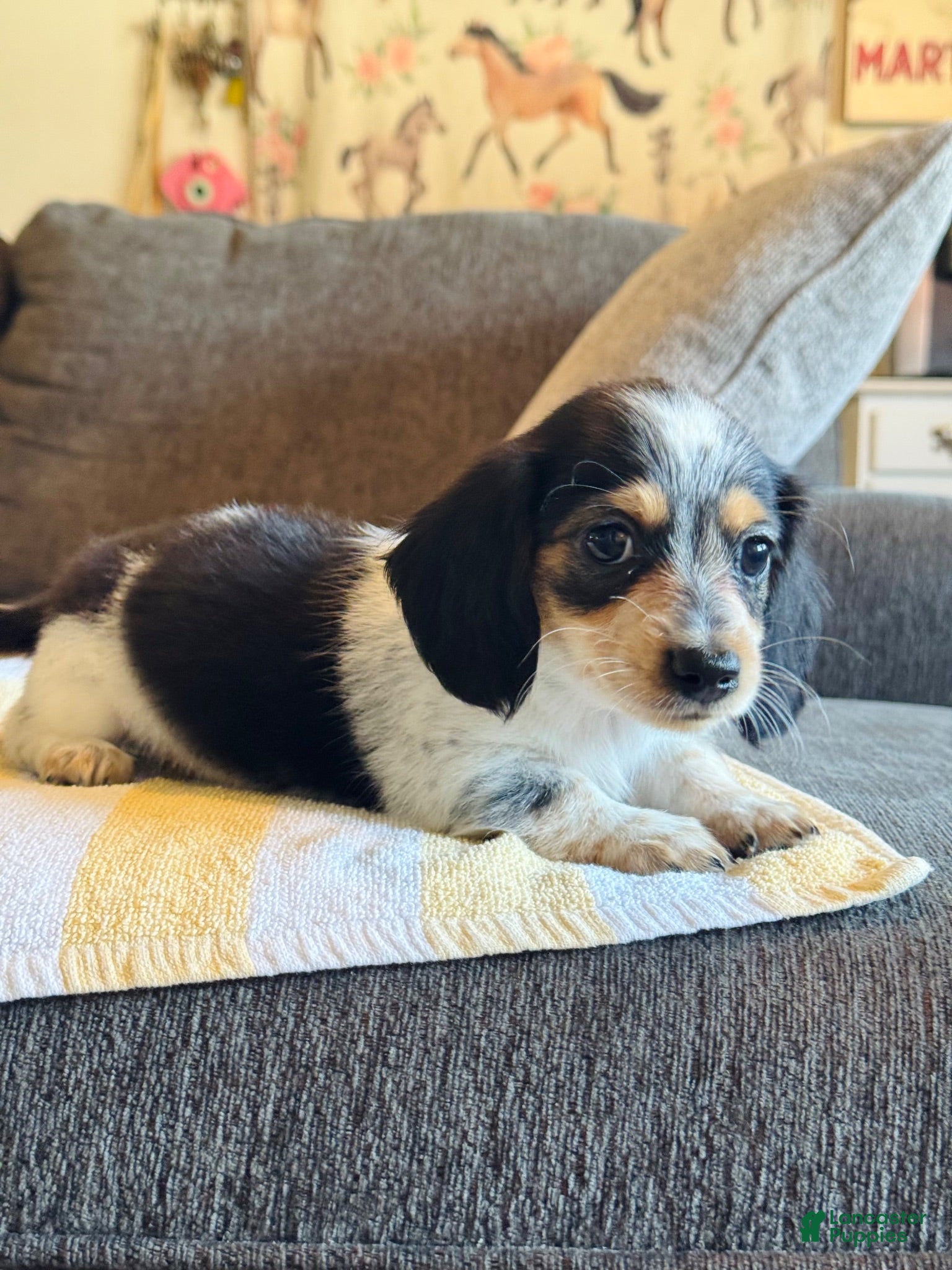 Miniature Dachshund dogs AKC Longhair Black PIEBALD Mini Dachshund GIRL - Ad 15