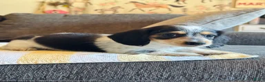 AKC Longhair Black PIEBALD Mini Dachshund GIRL