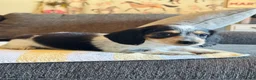 Miniature Dachshund dogs for sale: AKC Longhair Black PIEBALD Mini Dachshund GIRL - Ad 1