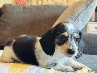 Miniature Dachshund dogs AKC Longhair Black PIEBALD Mini Dachshund GIRL - Ad 15
