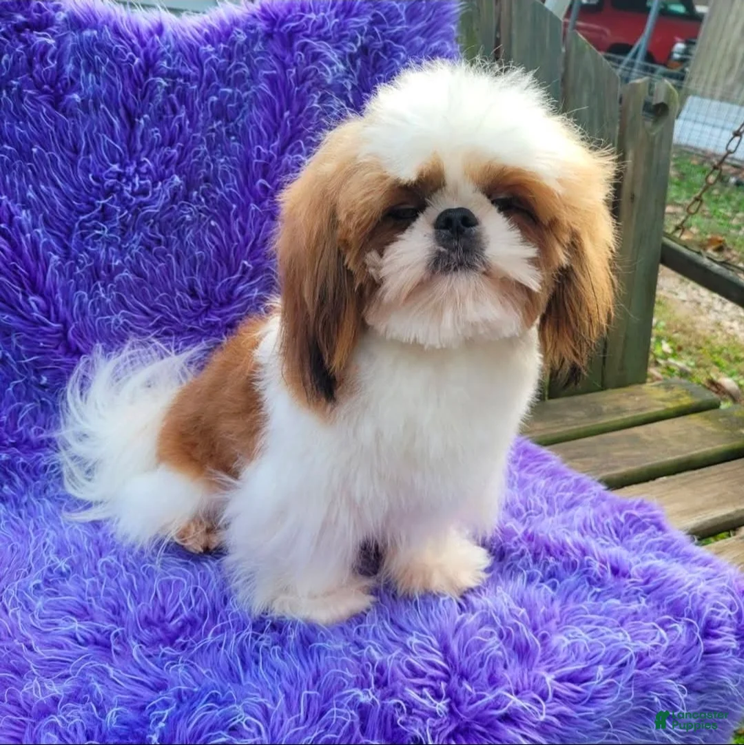 Shih Tzu dogs for sale: Dallas - Ad 28