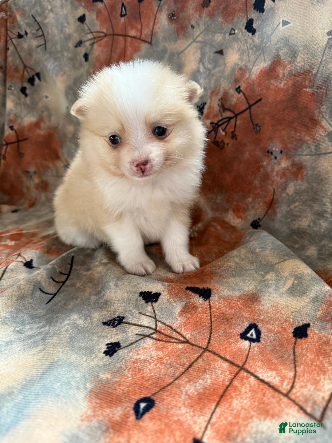 Pomeranian dogs for sale: Ryan - Ad 2