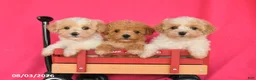 Maltipoo dogs for sale: Ocean - Ad 5