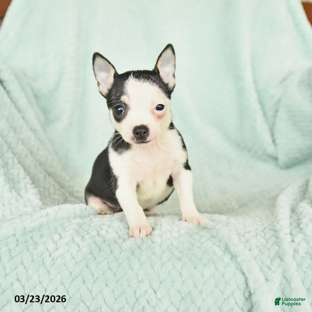 Chihuahua dogs for sale: Flora   - Ad 1