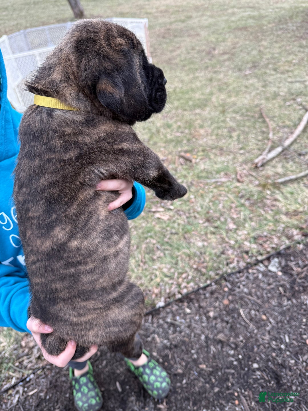English Mastiff dogs for sale: English Mastiff Puppy “Yellow” - Ad 3