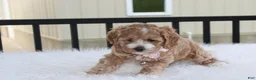 Cockapoo dogs for sale: Paisley  - Ad 5