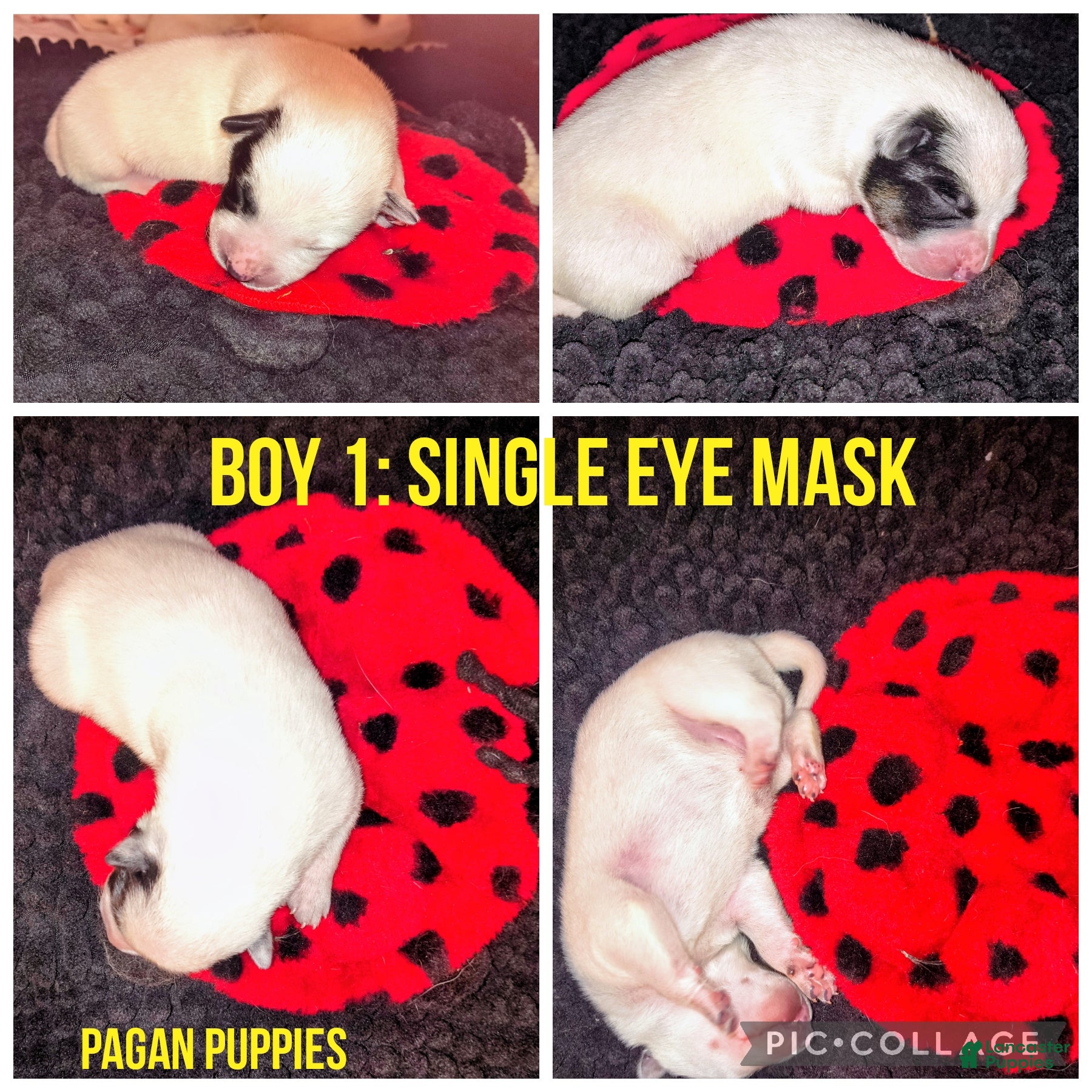 Australian Cattle Dog dogs Australian Cattle Dog Puppy 1 - Ad 3