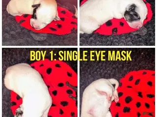 Australian Cattle Dog dogs Australian Cattle Dog Puppy 1 - Ad 3