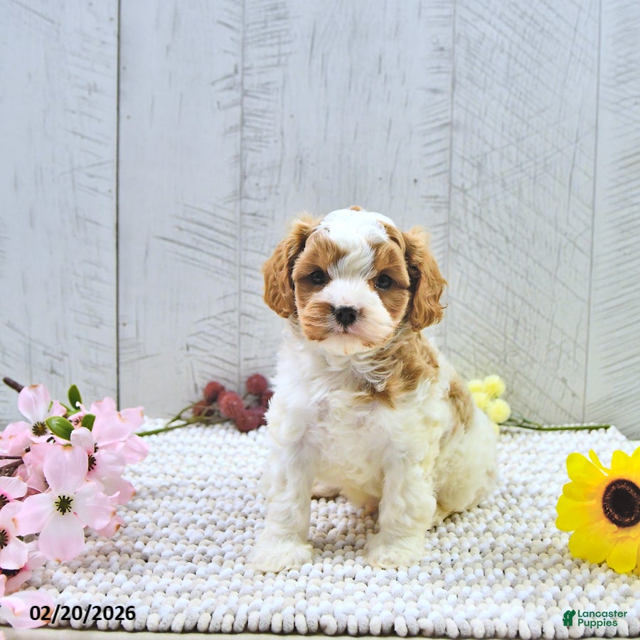 Cavapoo dogs Macho - Ad 2
