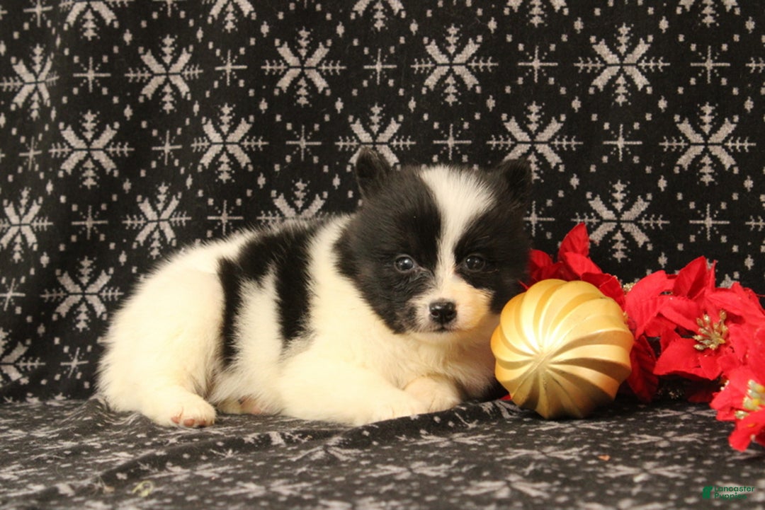 Pomsky dogs for sale: Vivian - Ad 4
