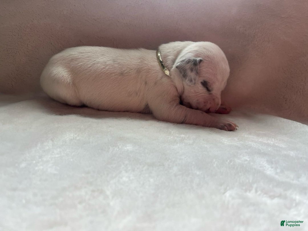 Dalmatian dogs for sale: Dalmatian Puppy 3 - Ad 4