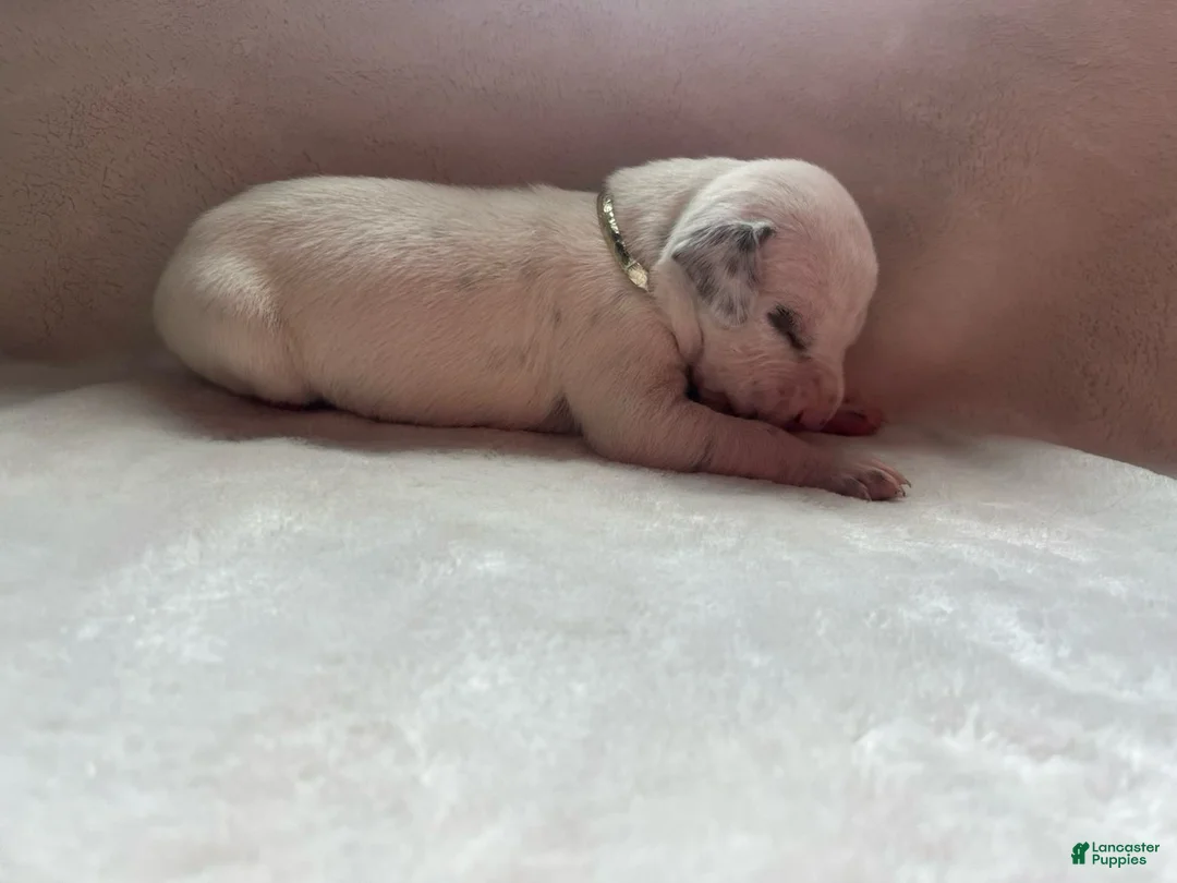 Dalmatian dogs for sale: Dalmatian Puppy 6 - Ad 4