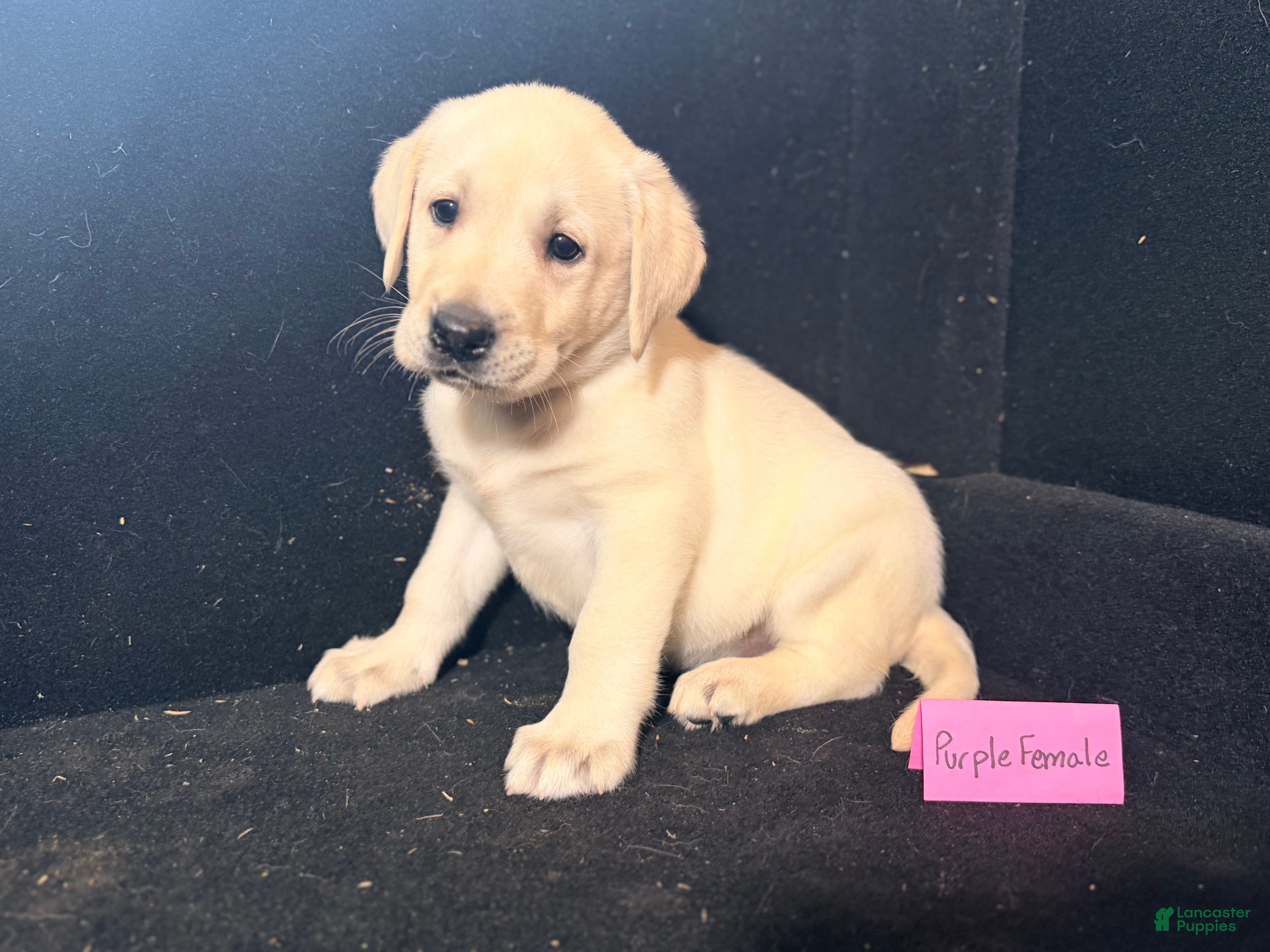 Labrador Retriever dogs Female  - Ad 2
