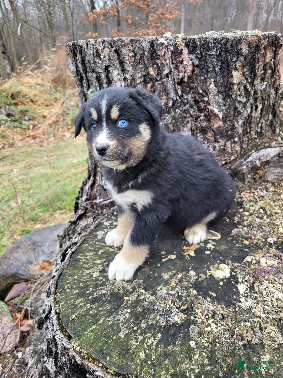 Mixed Breed dogs for sale: Lula - Ad 3