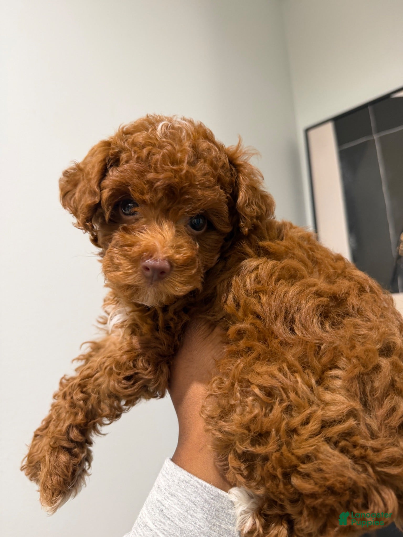 Toy Poodle dogs Teacup Cuban🐾❤️ - Ad 2