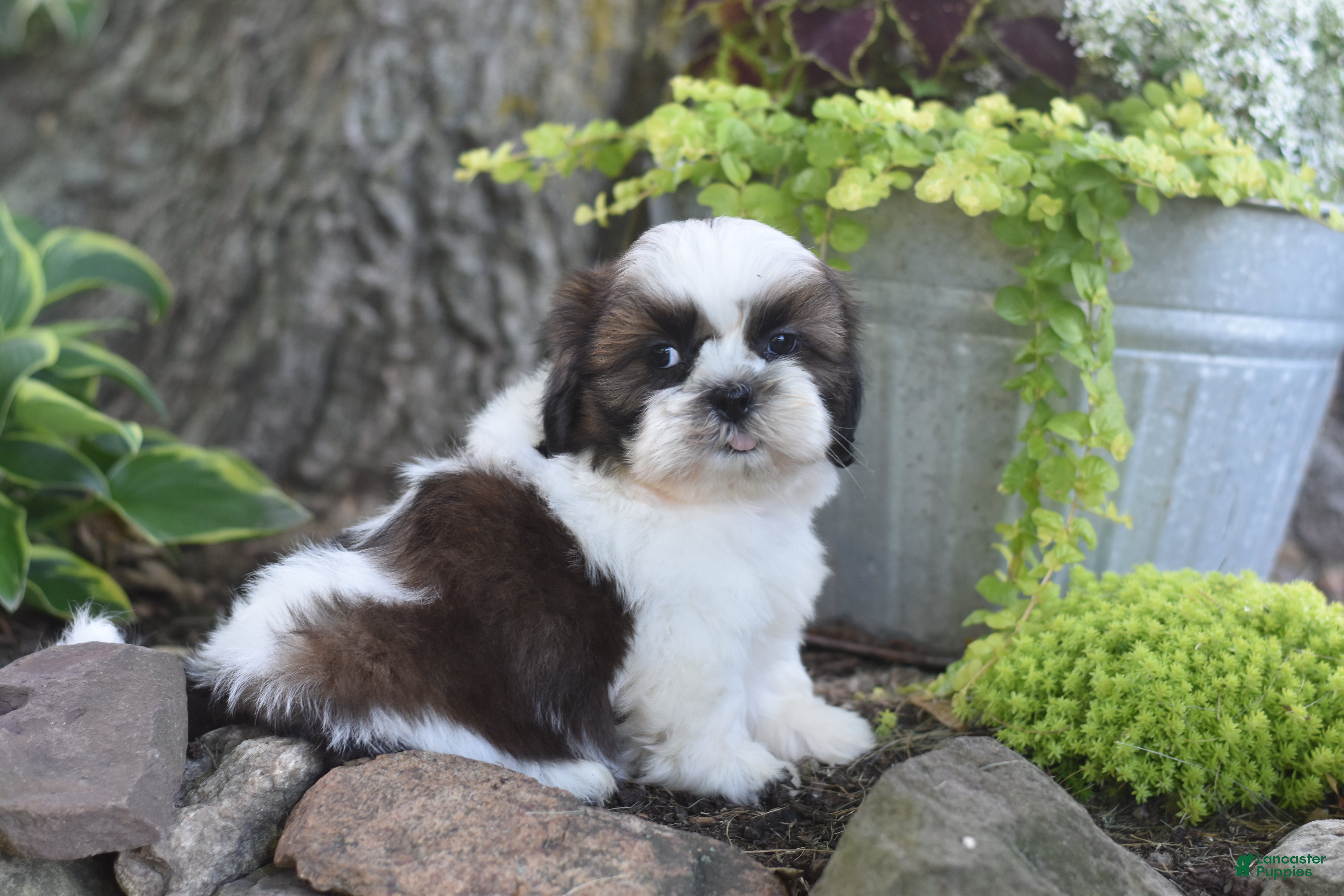 Shih Tzu dogs Bailey - Ad 2