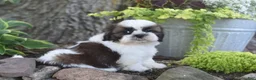 Shih Tzu dogs for sale: Bailey - Ad 2