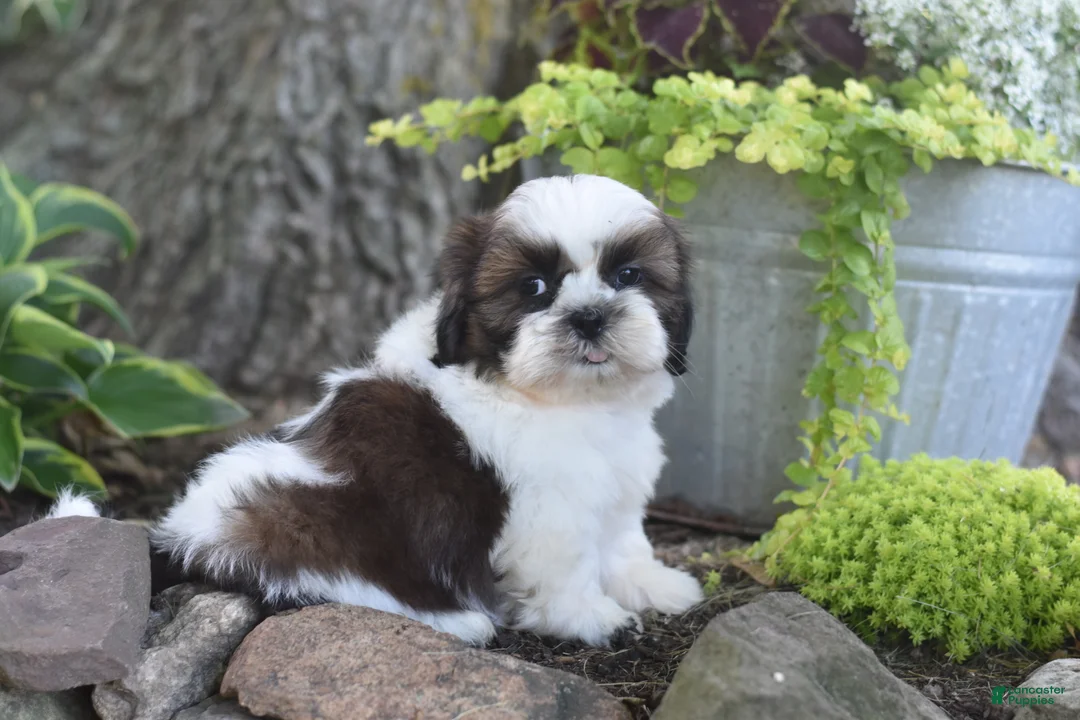 Shih Tzu dogs for sale: Bailey - Ad 2