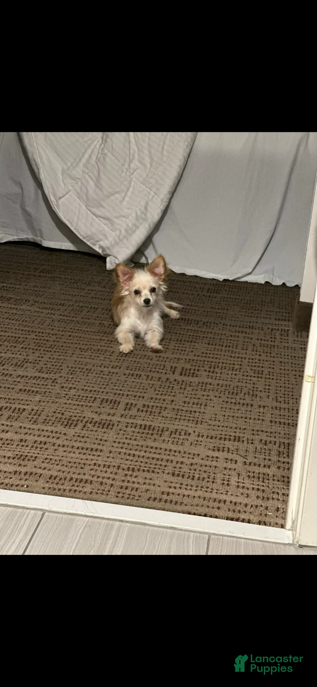 Mixed Breed dogs for sale: Mixed Breed Puppy 1 - Ad 1