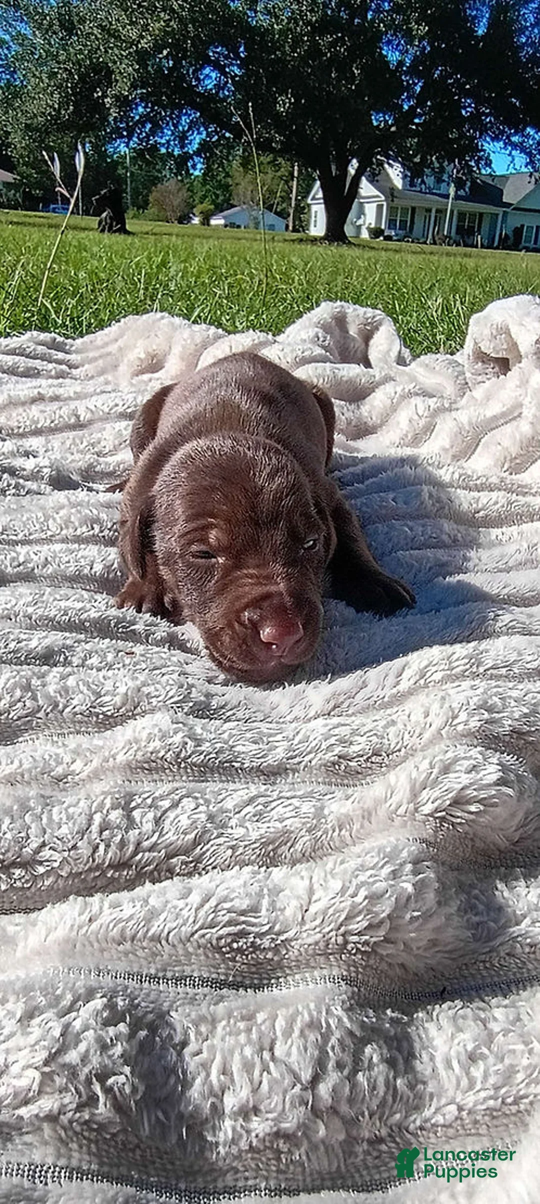 Doberman Pinscher dogs for sale: Rusty - Ad 4