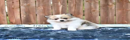 Pomeranian dogs for sale: Caramel - Ad 3