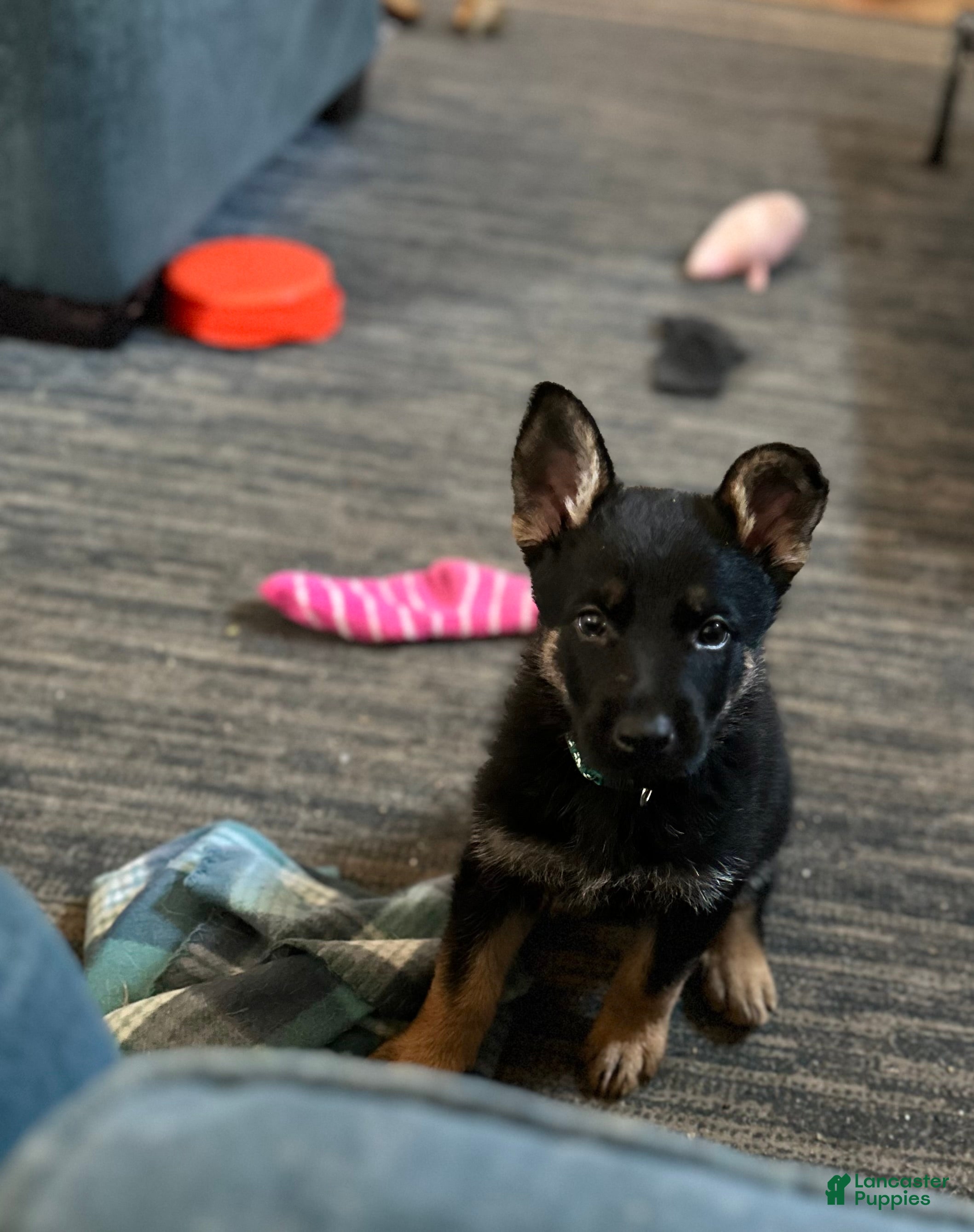 German Shepherd dogs Gabe - Ad 16