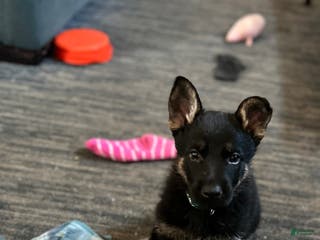 German Shepherd dogs Gabe - Ad 24