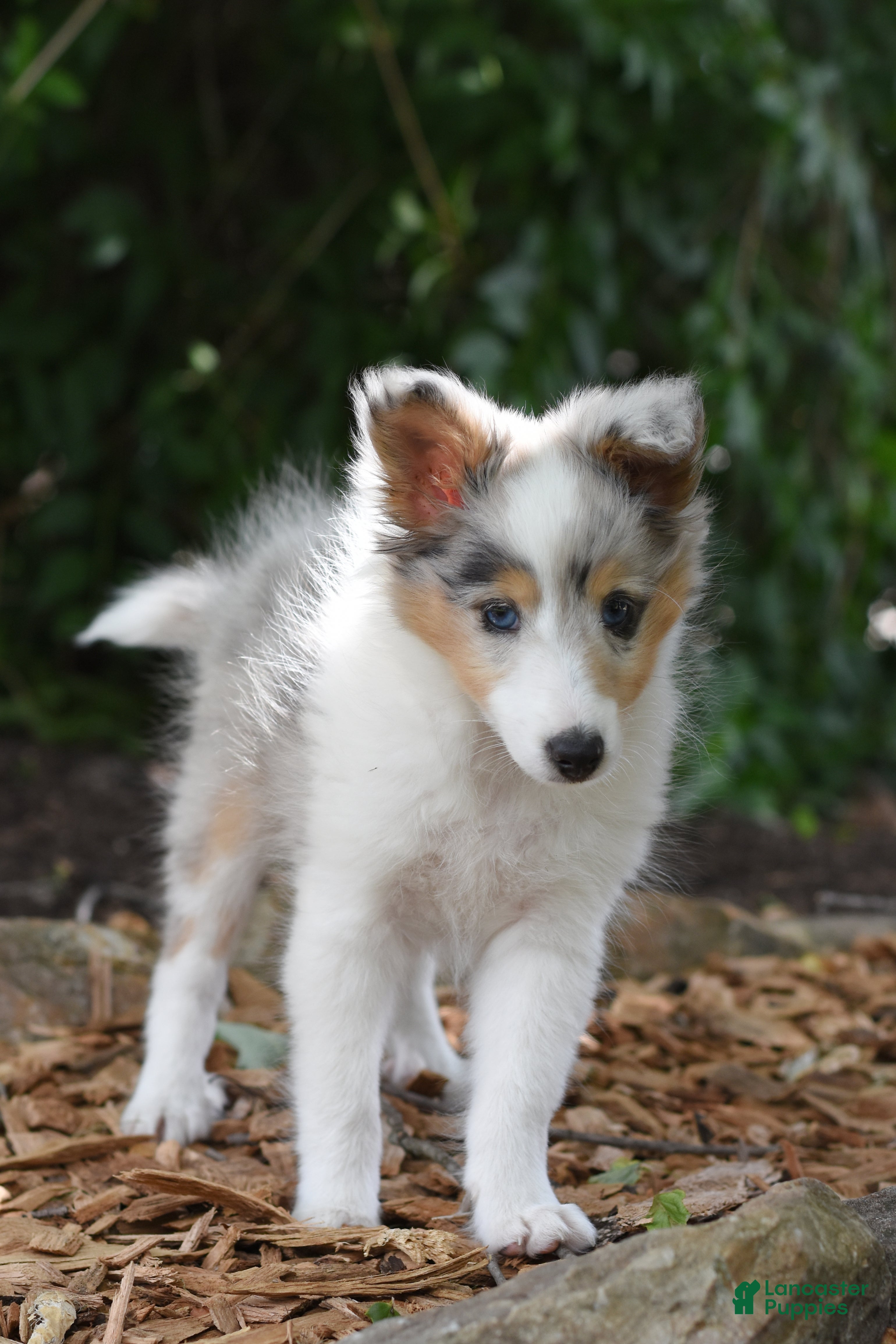 Shetland Sheepdog dogs Lilac - Ad 2