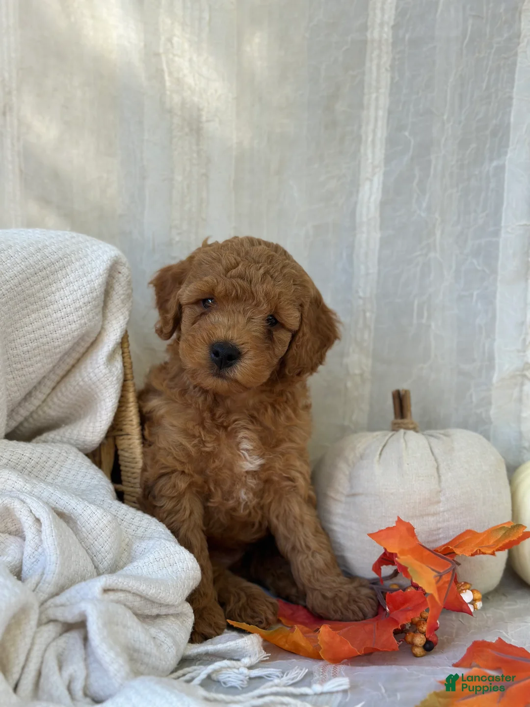 Mini Goldendoodle dogs for sale: Mini Goldendoodle 1 - Ad 2