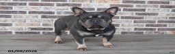 French Bulldog dogs for sale: Mike - Ad 7