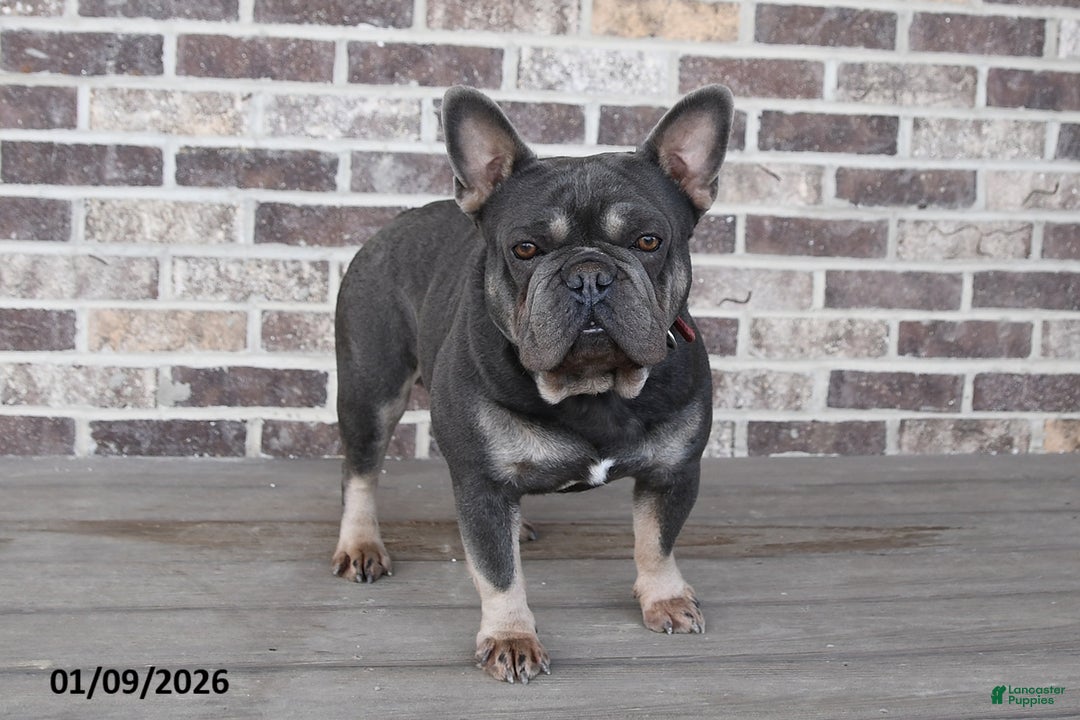 French Bulldog dogs for sale: Mike - Ad 7