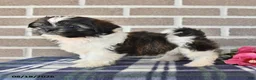 Shih Tzu dogs for sale: Trent - Ad 2