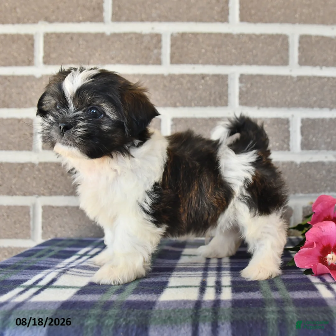 Shih Tzu dogs for sale: Trent - Ad 2