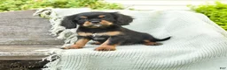 Cavalier King Charles Spaniel dogs for sale: Tim - Ad 1
