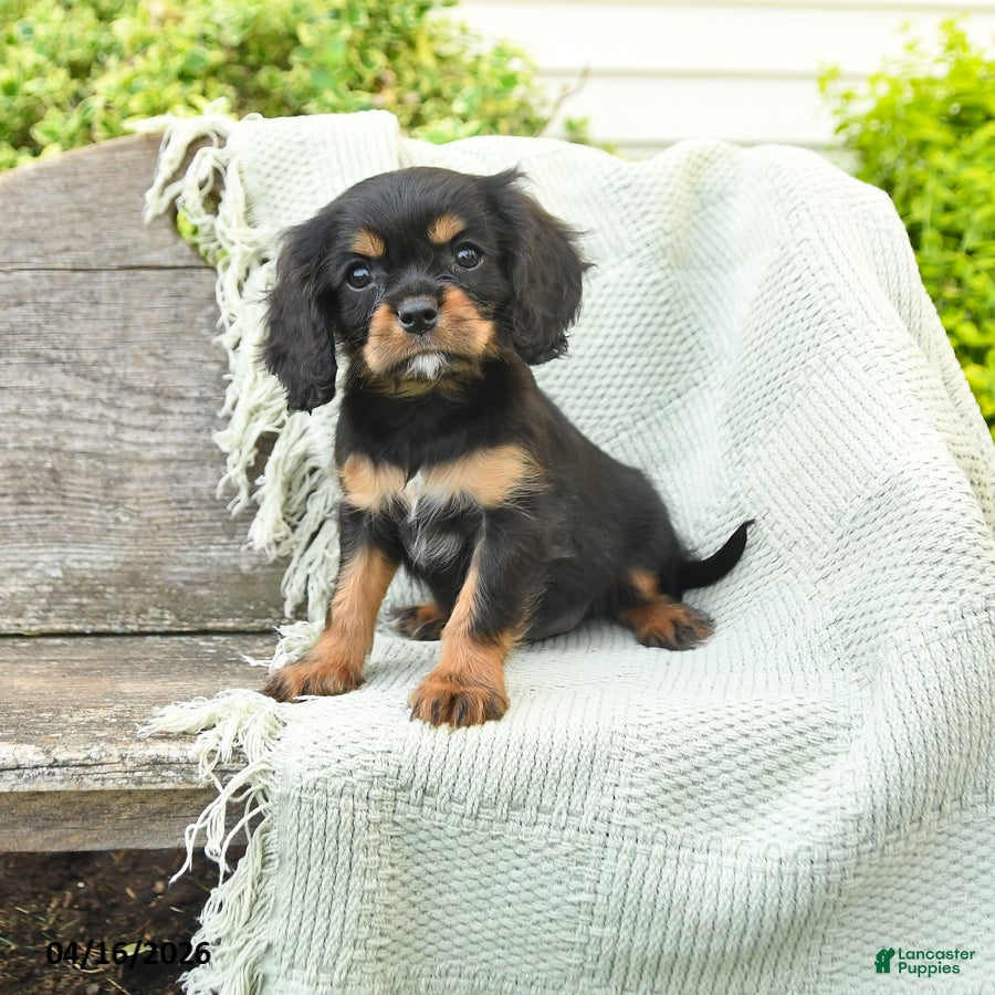 Cavalier King Charles Spaniel dogs for sale: Tim - Ad 2