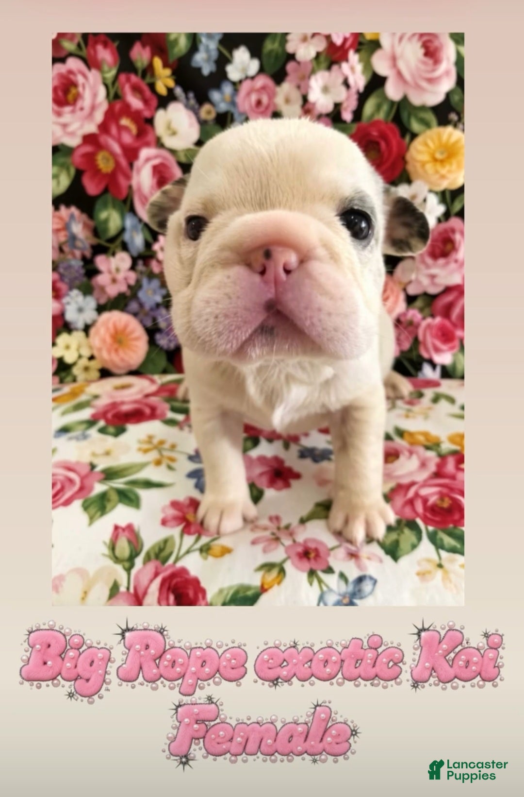 French Bulldog dogs Monica - Ad 1