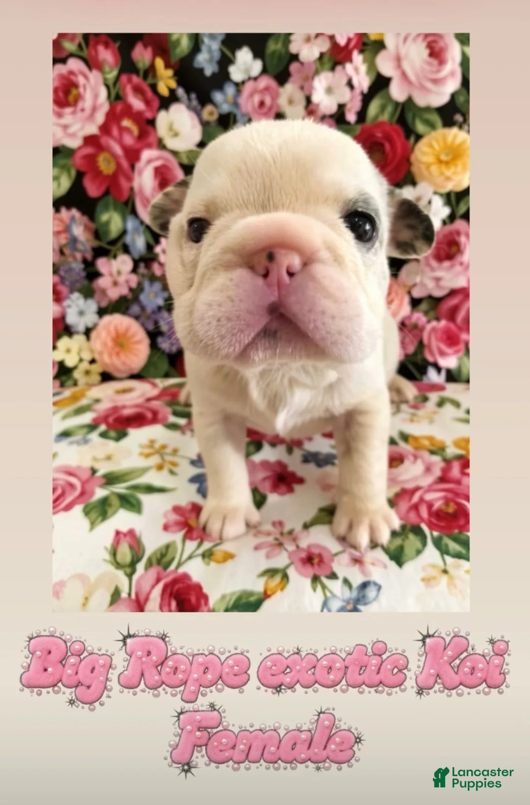 French Bulldog dogs for sale: Monica - Ad 1