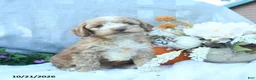 Cockapoo dogs for sale: Pumkin  - Ad 4