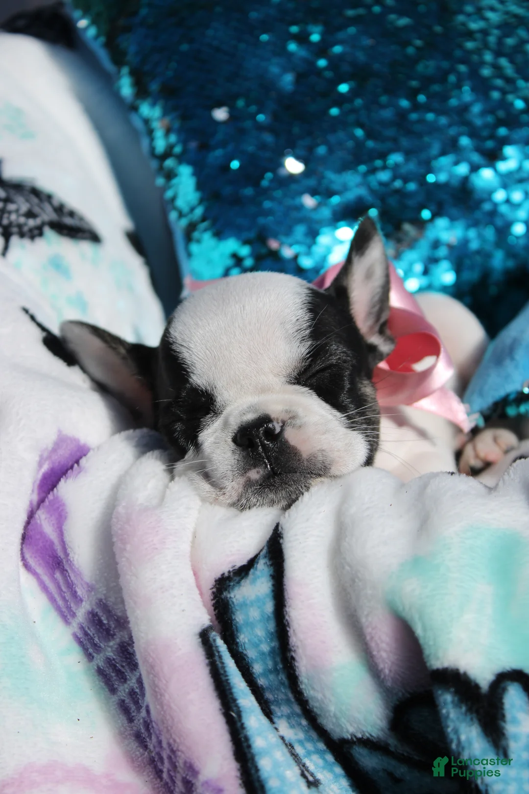 French Bulldog dogs for sale: Miley - Ad 1