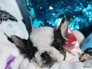 French Bulldog dogs Miley - Ad 3