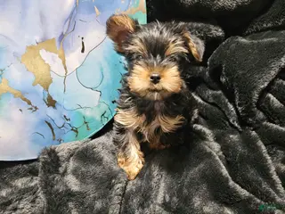 Yorkshire Terrier dogs Yorkshire Terrier Puppy 1 - Ad 23