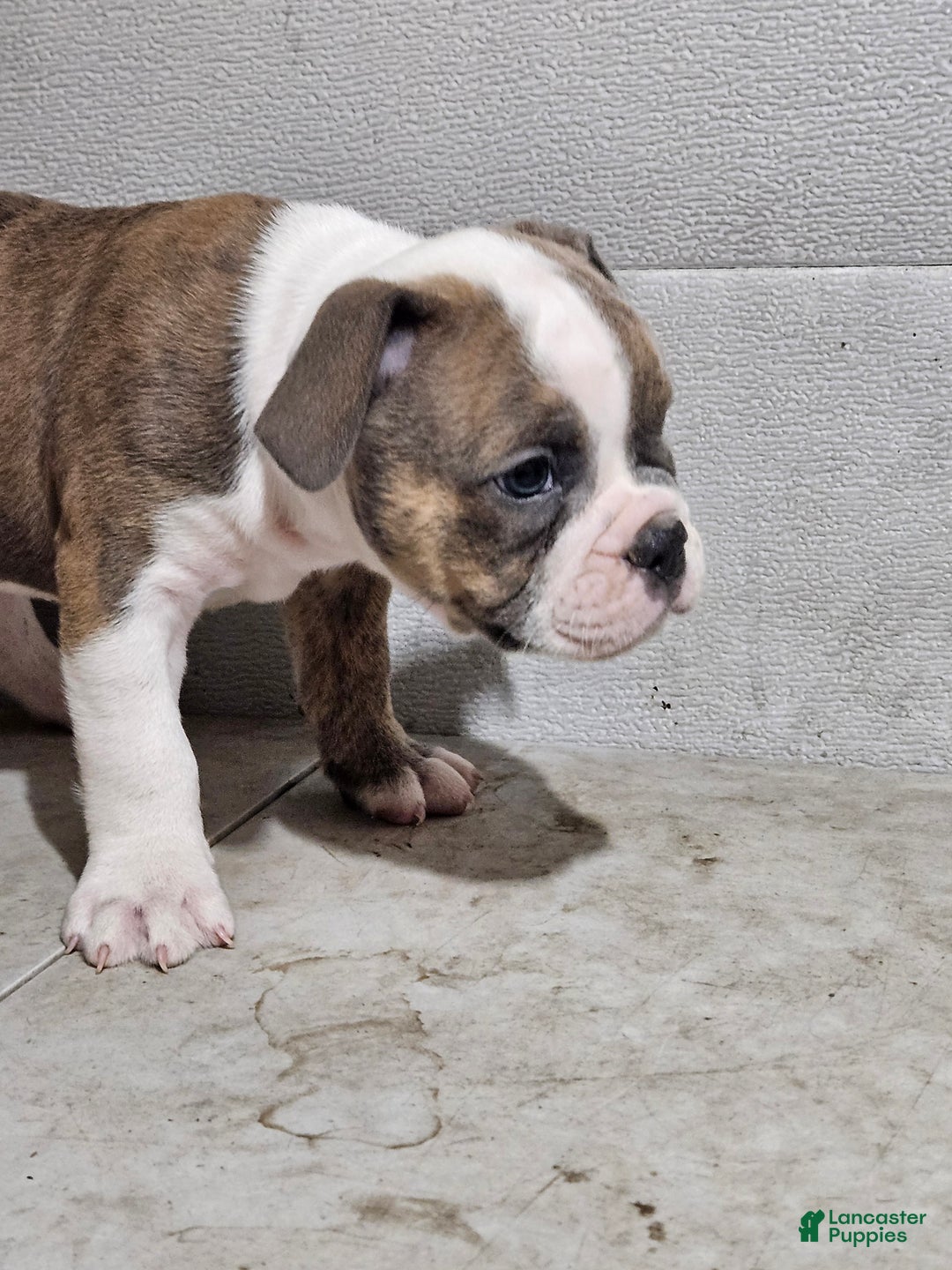 Olde English Bulldogge Puppies English Bulldog Puppy Breeders