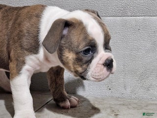 Olde English Bulldogge dogs - Ad 3