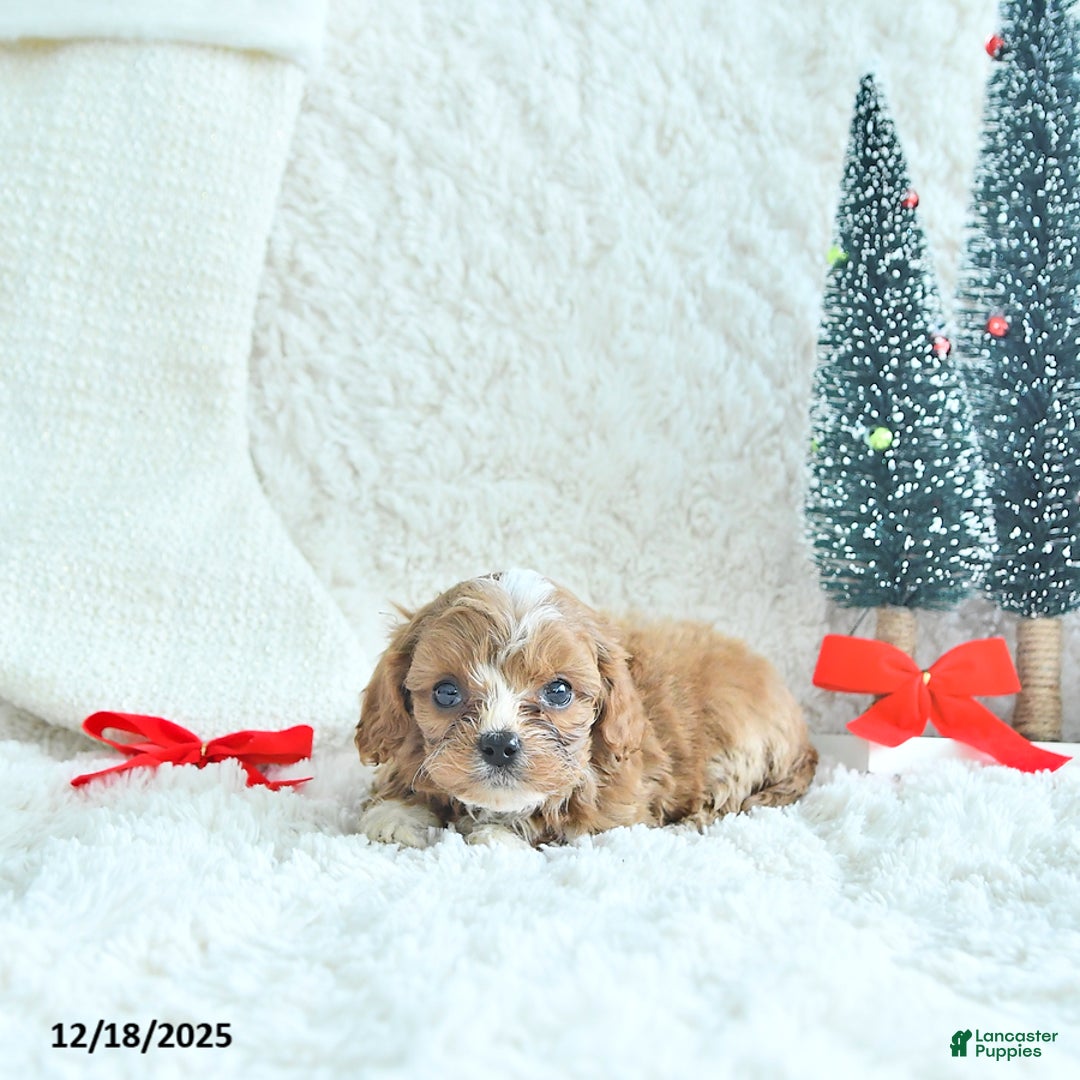 Cavapoo dogs for sale: Frosty - Ad 4