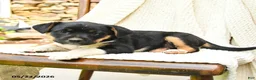 Mixed Breed dogs for sale: Jackson - Ad 2