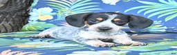 Miniature Dachshund dogs for sale: Jackson - Ad 1